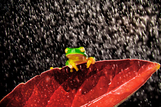 綠樹蛙坐在紅葉雨中