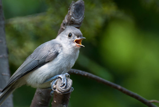 小山雀在树上唱歌