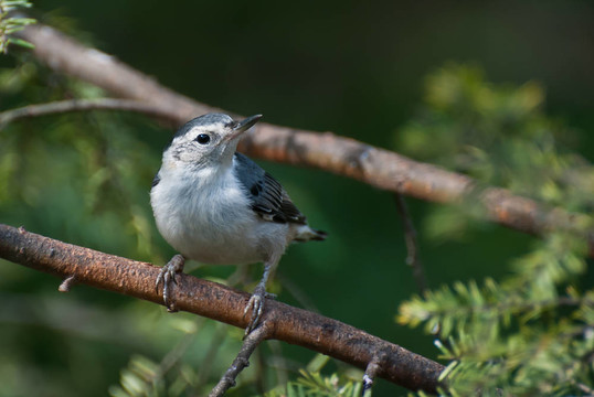 白胸鳾棲息在樹上