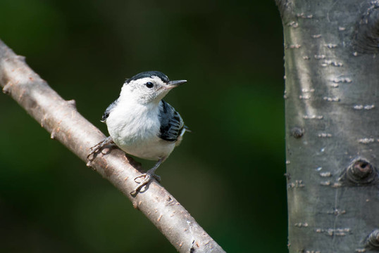 白胸鳾棲息在樹(shù)枝上