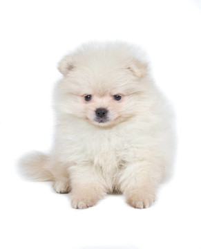 博美犬斯皮茨狗在白色背景