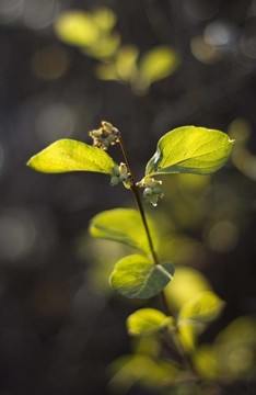 秋林綠葉