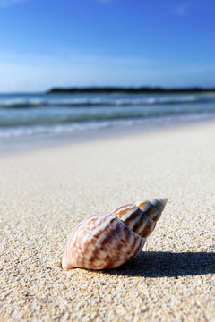 海灘上的貝殼