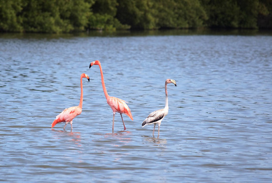 美洲紅鸛（Phoenicopterus ruber）
