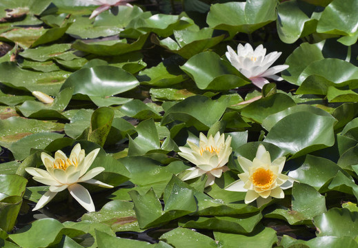 水百合