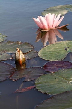 水百合