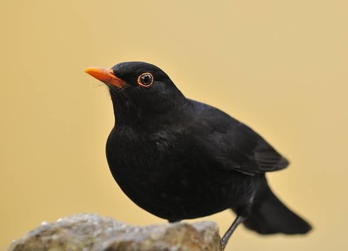 黑鳥。