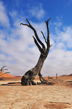 孤獨(dú)的樹骨架；Deadvlei；Nam
