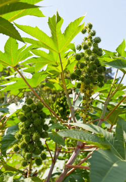 用于生物燃料和乙醇的蓖麻