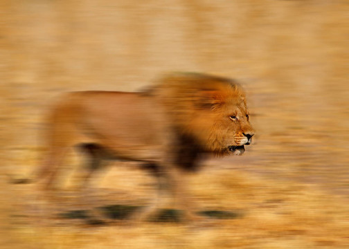 獅子