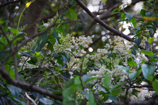 鮮花