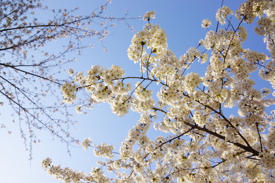小清新白色樱花树