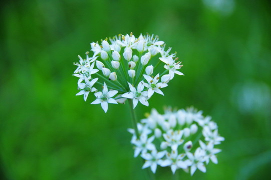 白色韭菜花