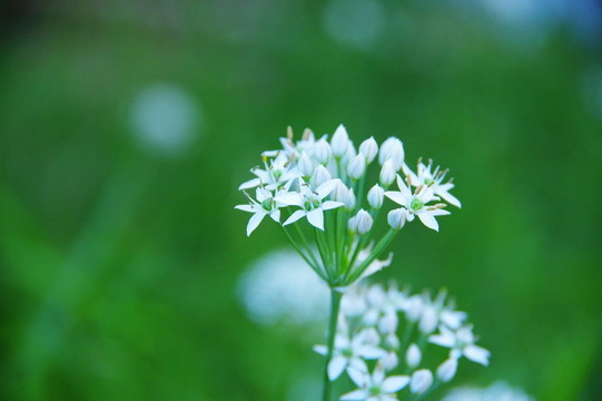 白色韭菜花