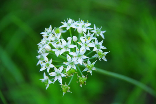白色韭菜花特寫