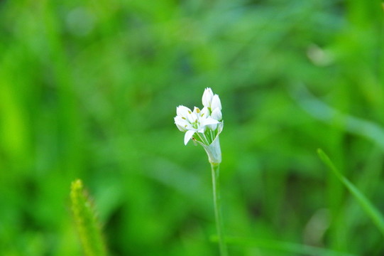 白色韭菜花