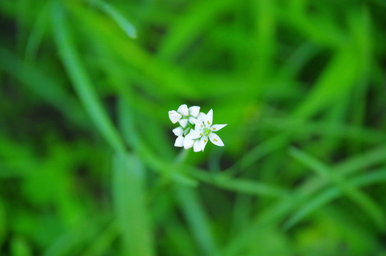 韭菜花