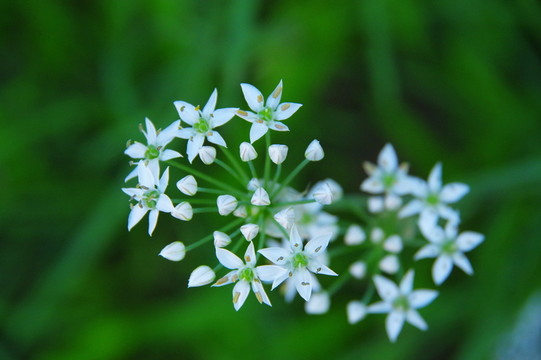 韭菜花
