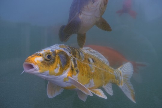 錦鯉 觀賞魚