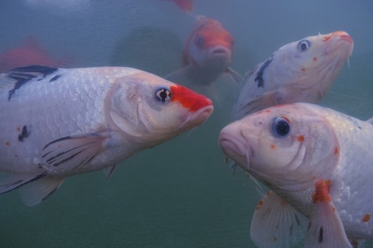 錦鯉 觀賞魚
