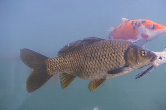 錦鯉 觀賞魚