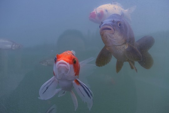 錦鯉 觀賞魚