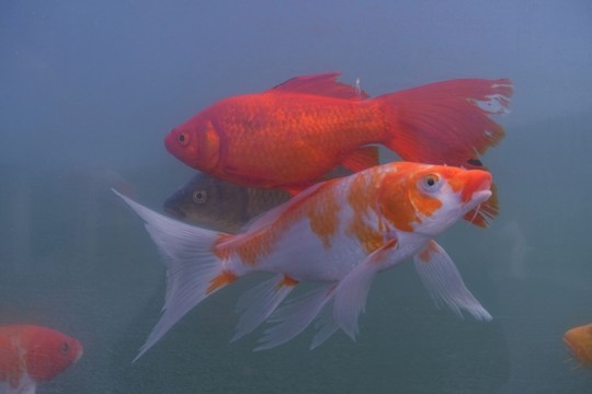 錦鯉 觀賞魚