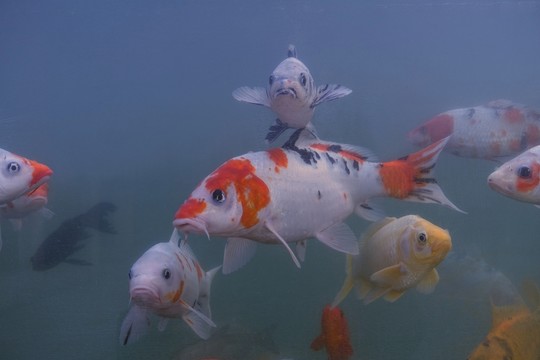 錦鯉 觀賞魚