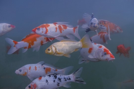 錦鯉 觀賞魚