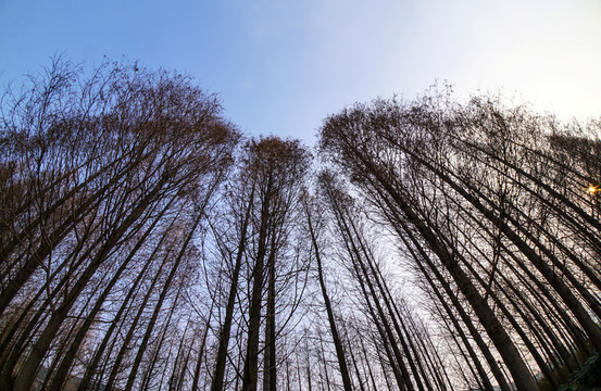 樹林 落葉松