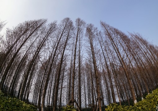樹林 落葉松