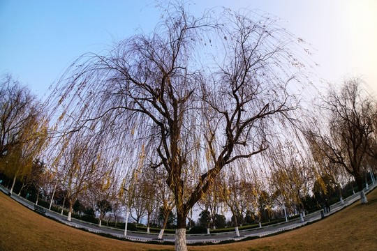 樹 柳樹