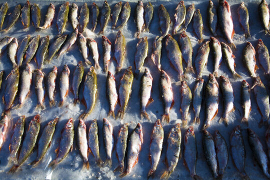 冬季魚市