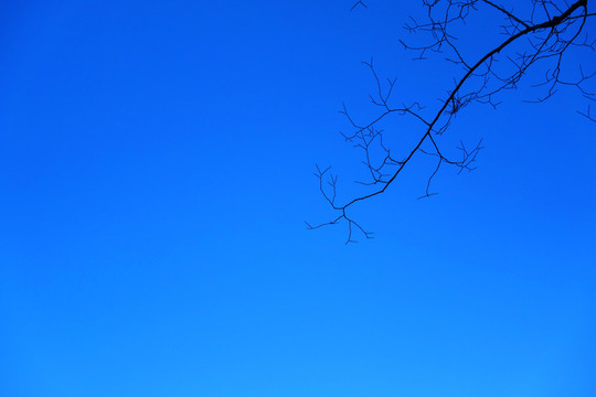 樹枝藍天