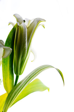 百合花