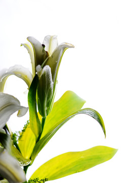 百合花