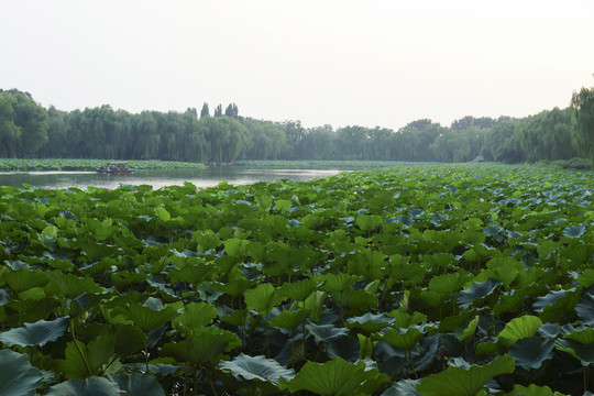 圓明園荷花