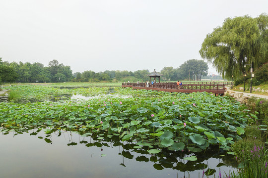 圓明園荷花