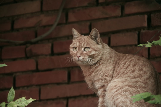 小花貓