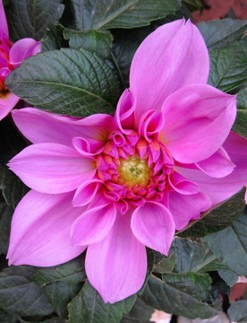 鮮花
