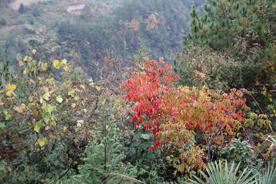 山林
