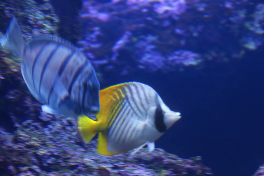 熱帶魚(yú)