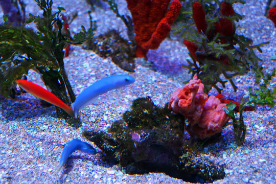 熱帶魚