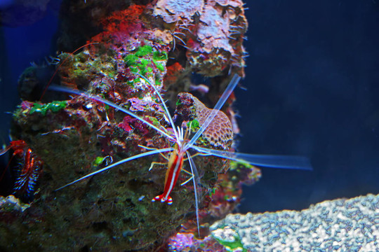 熱帶魚