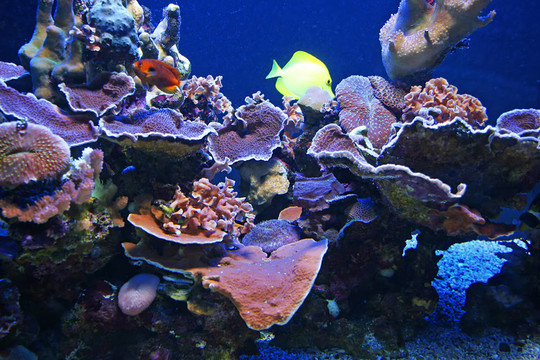熱帶魚(yú)