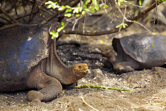 Galapagos龜
