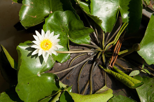 白蓮花