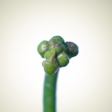 植物捕蠅草捕蠅草