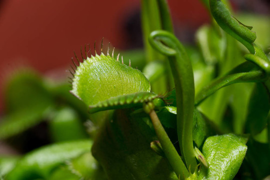 植物捕蠅草捕蠅草