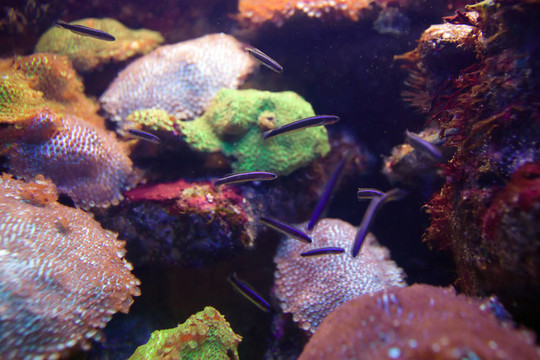 魚與海洋生物